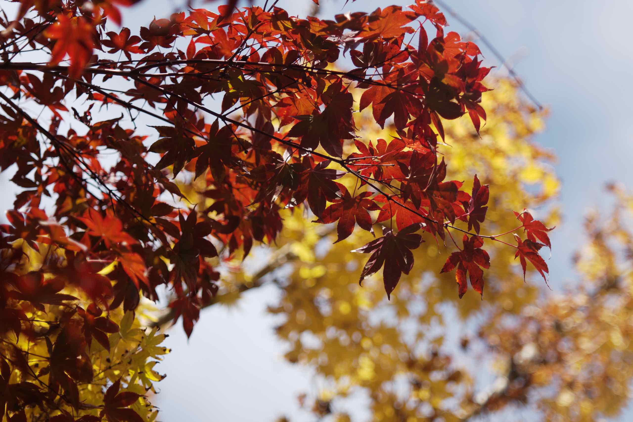 Autumn at our home featured image